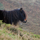 capa decoloraciones caballo asturcón Asturias